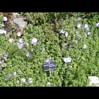 Convolvulus Sabatius (fam. Convolvulacees)(Europe meridionale, Afrique du nord) (01)